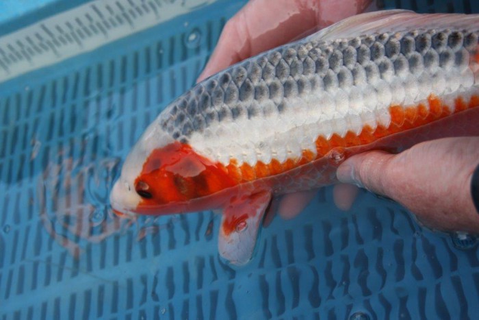 Vos carpes vont-elles se sentir bien dans leur nouveau bassin ?